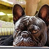 animal, brown, canine, close_up, cute, dog, domestic_animal, ears, face, french_bulldog, fur, grumpy, lying_down, mammal, pet, portrait, resting, sleepy, sunlight, whiskers
