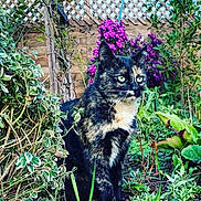Pucca participe au concours pour gagner de l'argent avec cette photo : cat, tortoiseshell_cat, garden, plants, flowers, greenery, outdoor, nature, feline, animal, pet, fur, eyes, sitting, alert, bushes, wooden_fence, purple_flowers, leaves, grass