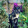 cat, tortoiseshell_cat, garden, plants, flowers, greenery, outdoor, nature, feline, animal, pet, fur, eyes, sitting, alert, bushes, wooden_fence, purple_flowers, leaves, grass