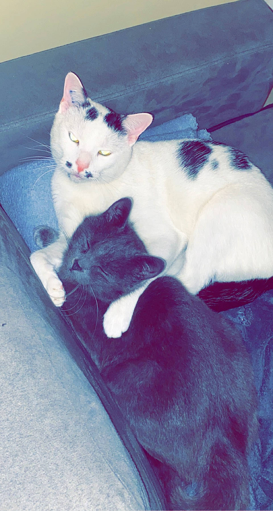 Salomé a rejoint le concours — aidez-le/la à gagner de superbes lots ! bed, carnivore, cat, comfort, domestic_short_haired_cat, electric_blue, felidae, fur, grey, human_leg, lap, linens, mammal, paw, sitting, small_to_medium_sized_cats, snout, tail, vertebrate, whiskers