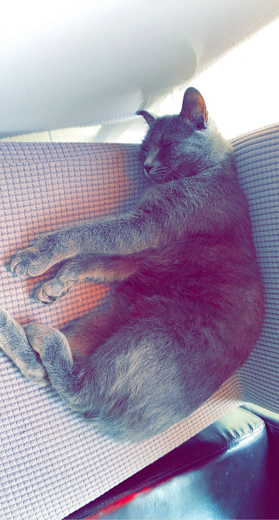 Salomé participe au concours pour gagner de l'argent avec cette photo : black_cat, carnivore, cat, chartreux, comfort, domestic_short_haired_cat, electric_blue, felidae, fur, grey, human_leg, magenta, nap, paw, purple, russian_blue, small_to_medium_sized_cats, snout, tail, whiskers