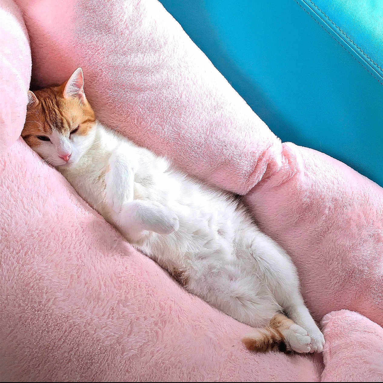 Ruby participe au concours pour gagner de l'argent avec cette photo : animal, blue_background, cat, comfort, cozy, cushion, cute, domestic_cat, feline, fluffy, ginger_cat, indoor, lying_down, pet, pink, relaxed, resting, sleepy, soft_texture, white_cat