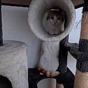 Ruby participe au concours pour gagner de l'argent avec cette photo : cat, cat_tree, pet, animal, indoor, fur, paws, tunnel, curious, feline, white, orange, cozy, resting, play, scratching_post, home, soft, cute, looking