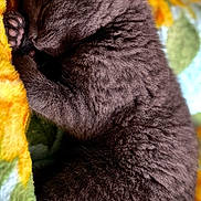 Cleo joined the competition — help win amazing prizes! cat, kitten, sleeping, cozy, gray_fur, pet, animal, close_up, indoor, blanket, soft_texture, cute, paw, resting, fur, domestic_animal, peaceful, cute_pet, relaxation, snuggled