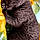 Cleo