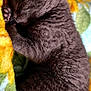 animal, blanket, cat, close_up, cozy, cute, cute_pet, domestic_animal, fur, gray_fur, indoor, kitten, paw, peaceful, pet, relaxation, resting, sleeping, snuggled, soft_texture