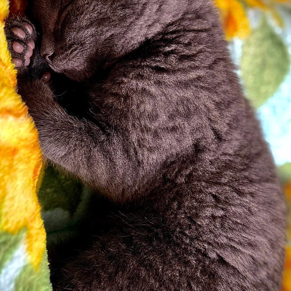 Cleo joined the competition — help win amazing prizes! animal, blanket, cat, close_up, cozy, cute, cute_pet, domestic_animal, fur, gray_fur, indoor, kitten, paw, peaceful, pet, relaxation, resting, sleeping, snuggled, soft_texture