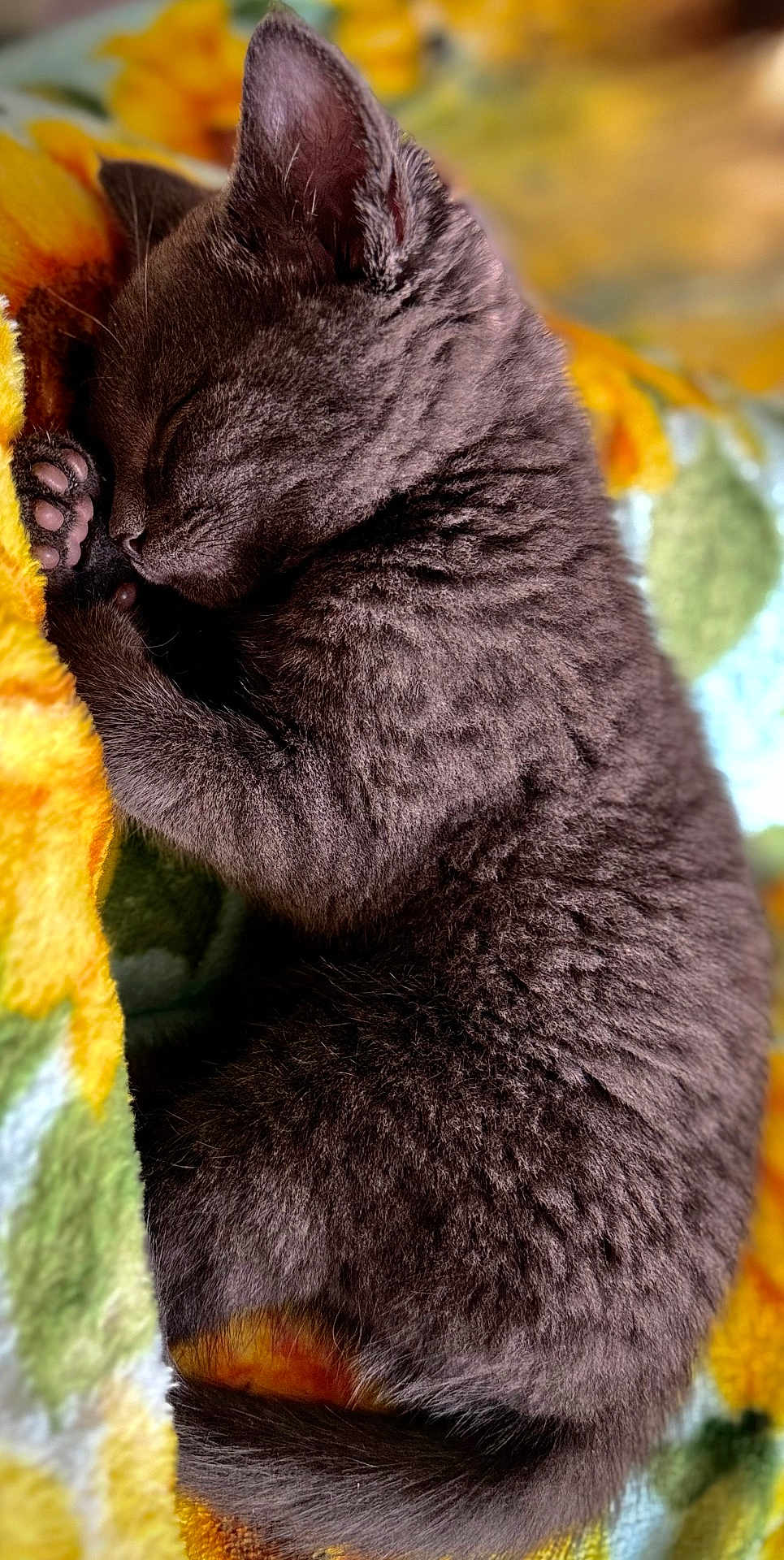 Cleo
