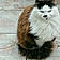 Duchesse