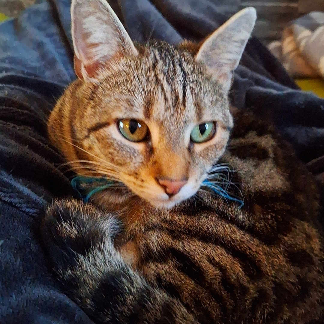 Simba participe au concours pour gagner de l'argent avec cette photo : animal, blanket, cat, closeup, cozy, curled_up, ears, feline, fur, green_eyes, indoor, pet, portrait, relaxed, resting, soft, stone_wall, tabby, texture, whiskers