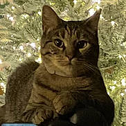 Baby Kitty joined the competition — help win amazing prizes! cat, tabby, feline, pet, animal, portrait, close_up, sitting, green_eyes, whiskers, ears, striped_fur, brown_fur, christmas_tree, holiday, ornaments, lights, indoors, cozy, photography