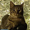 cat, tabby, feline, pet, animal, portrait, close_up, sitting, green_eyes, whiskers, ears, striped_fur, brown_fur, christmas_tree, holiday, ornaments, lights, indoors, cozy, photography