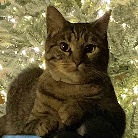 Baby Kitty
