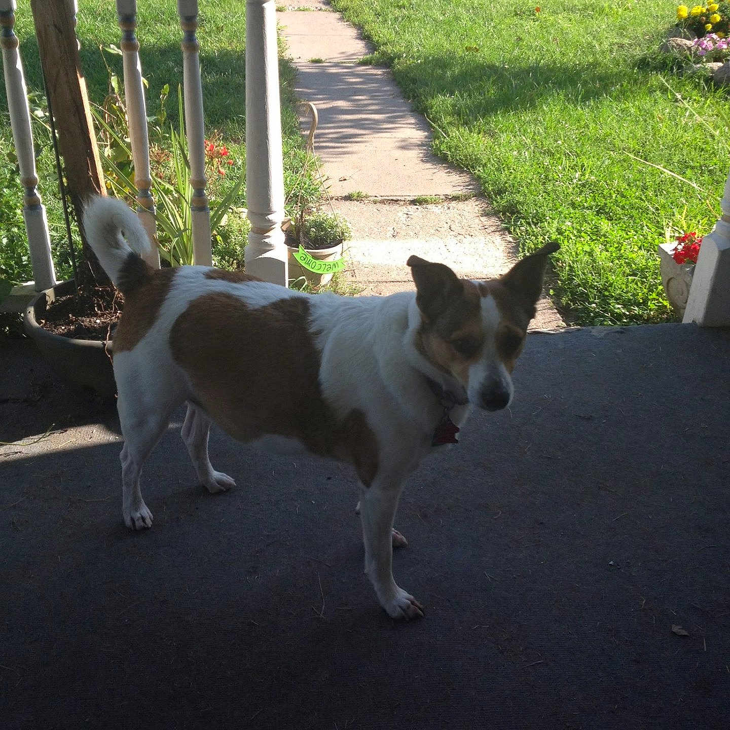 Chimmy joined the competition — help win amazing prizes! animal, backyard, canine, dog, fence, grass, herbal, herbs, jar, nature, outdoors, pet, plant, planter, pottedplant, pottery, puppy, slate, vase, yard