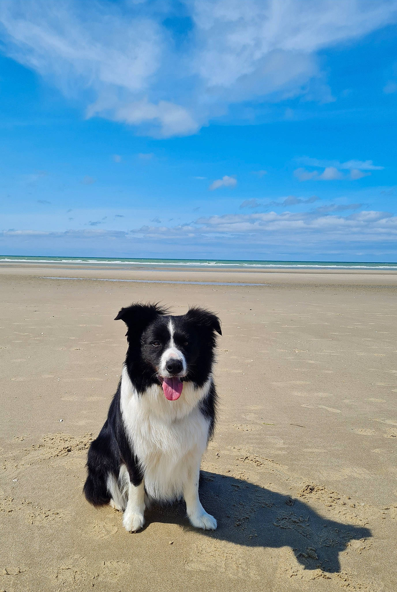 Speed a rejoint le concours — aidez-le/la à gagner de superbes lots ! beach, border_collie, canidae, carnivore, cloud, coast, companion_dog, dog, dog_breed, herding_dog, horizon, landscape, ocean, sand, sky, sporting_group, tail, water, wind_wave, working_dog