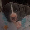 Yoshi is registered to the contest to win money with this photo: adorable, animal, blanket, comfort, companion, cozy, cute, dog, domestic_animal, face, fur, indoor, paw, pet, puppy, resting, sleeping, snout, soft, young
