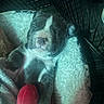 Yoshi is registered to the contest to win money with this photo: adorable, animal, bed, blanket, comfort, cozy, crate, cute, fur, indoor, nap, pet, plush_toy, puppy, relaxed, resting, sleeping, snuggling, soft_texture, young_dog