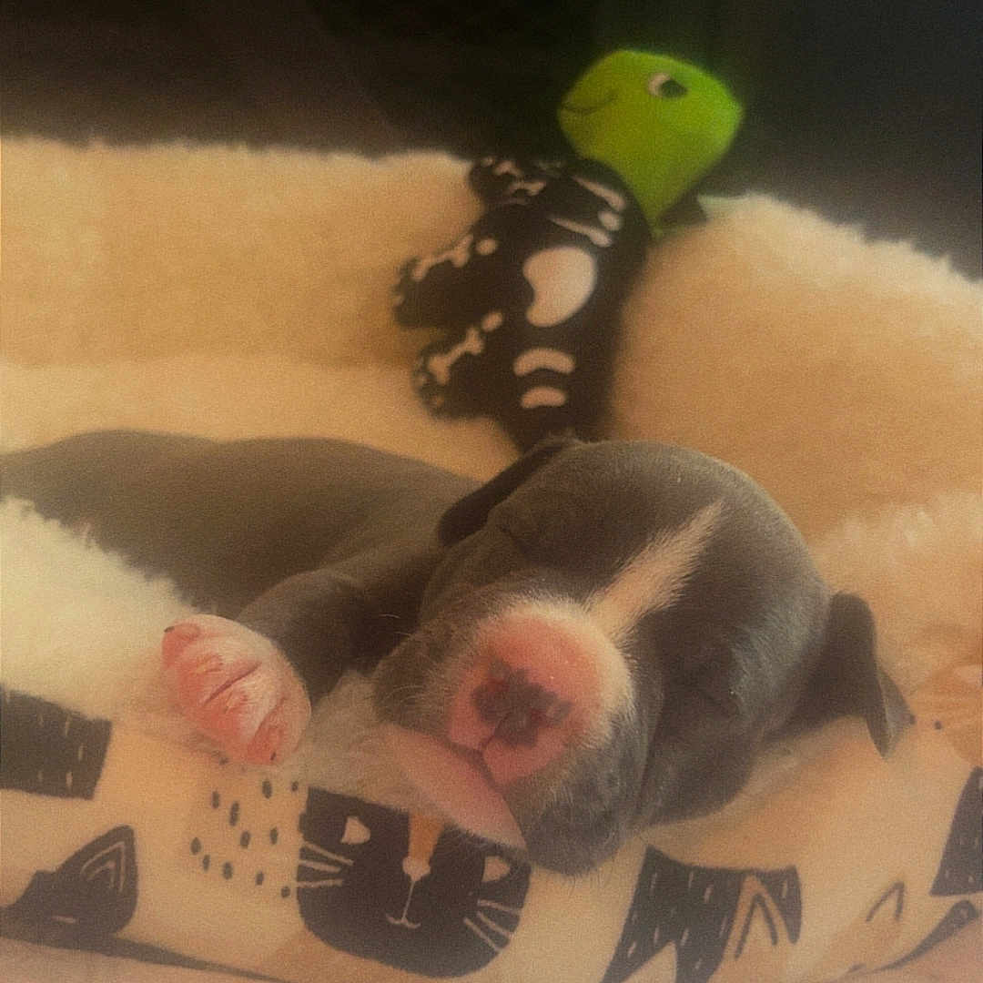Yoshi