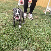 Yoshi is registered to the contest to win money with this photo: animal, backyard, black_leggings, dog, fence, grass, lawn, leash, legs, outdoor, person, pet, playful, portrait, puppy, shoes, smiling, sneakers, tongue_out, wooden_fence