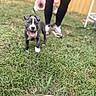animal, backyard, black_leggings, dog, fence, grass, lawn, leash, legs, outdoor, person, pet, playful, portrait, puppy, shoes, smiling, sneakers, tongue_out, wooden_fence