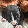 Yoshi joined the competition — help win amazing prizes! puppy, sleeping, newborn, dog, fluffy, blanket, teddy_bear, cute, pet, animal, cozy, soft, fur, pink_paws, resting, indoors, closeup, adorable, young, snuggling