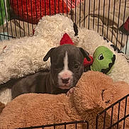 Yoshi joined the competition — help win amazing prizes! puppy, dog, stuffed_toy, plush, playpen, cage, blanket, red, green, brown, black, white, cute, pet, animal, indoor, cozy, sleeping_toy, soft, young