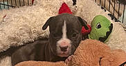 Yoshi joined the competition — help win amazing prizes! animal, black, blanket, brown, cage, cozy, cute, dog, green, indoor, pet, playpen, plush, puppy, red, sleeping_toy, soft, stuffed_toy, white, young