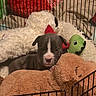 puppy, dog, stuffed_toy, plush, playpen, cage, blanket, red, green, brown, black, white, cute, pet, animal, indoor, cozy, sleeping_toy, soft, young