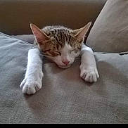 Simba a rejoint le concours — aidez-le/la à gagner de superbes lots ! kitten, sleeping, cat, couch, paws, fur, relaxing, indoor, cozy, nap, cute, whiskers, domestic_animal, pet, feline, rest, soft, home, animal, comfort