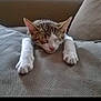 kitten, sleeping, cat, couch, paws, fur, relaxing, indoor, cozy, nap, cute, whiskers, domestic_animal, pet, feline, rest, soft, home, animal, comfort