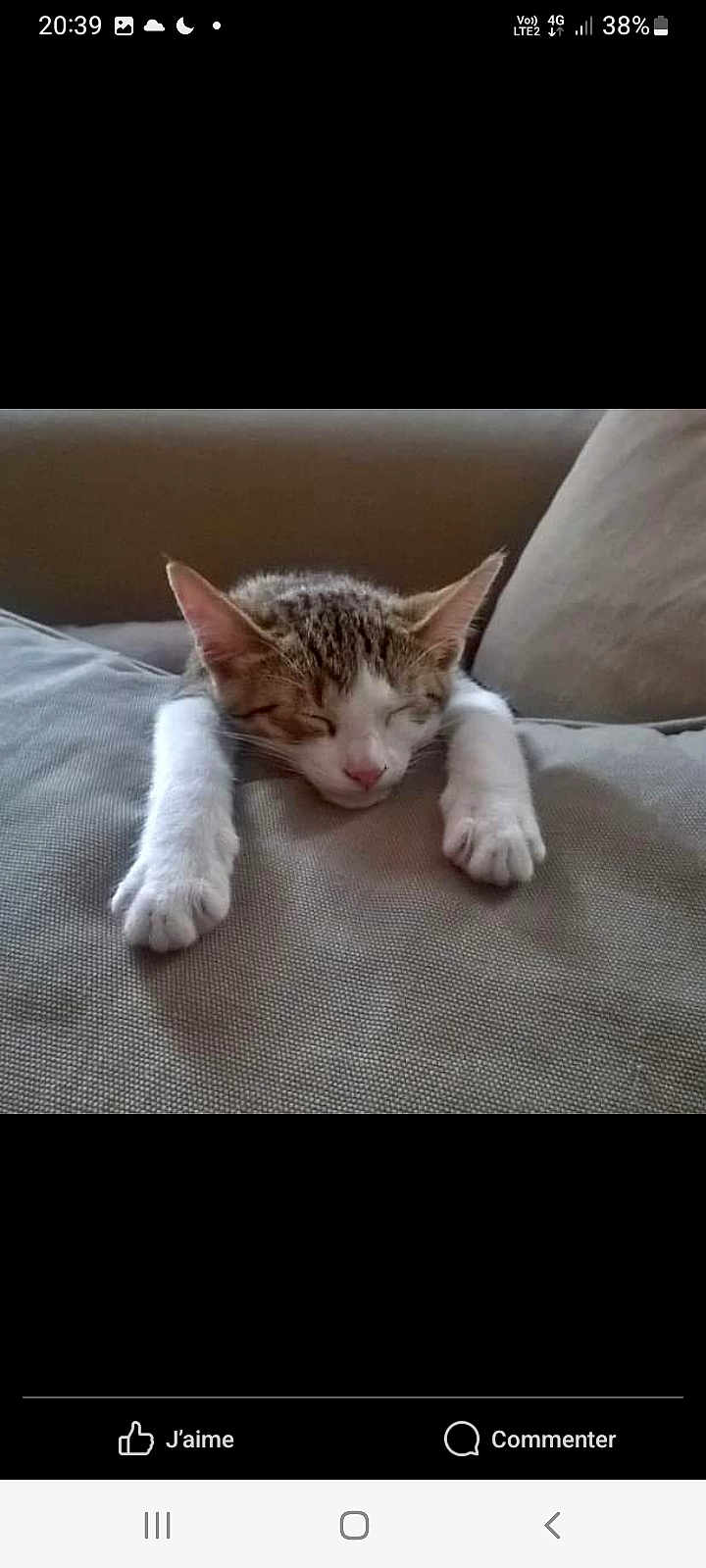 Simba