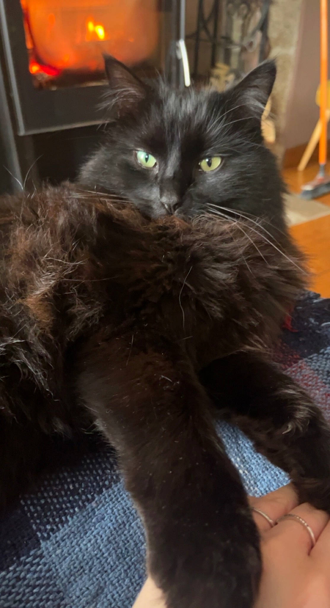 Deni participe au concours pour gagner de l'argent avec cette photo : black_cat, bombay, carnivore, cat, claw, comfort, domestic_short_haired_cat, felidae, fur, paw, small_to_medium_sized_cats, snout, tail, terrestrial_animal, whiskers