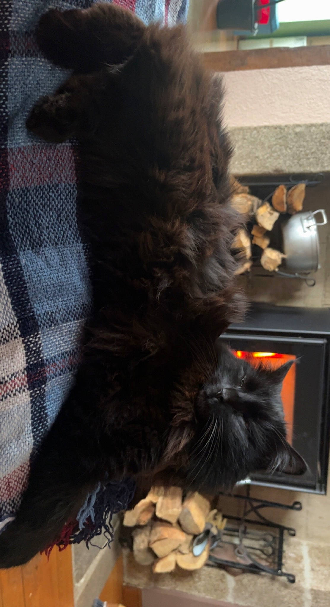 Deni participe au concours pour gagner de l'argent avec cette photo : brown, carnivore, cat, claw, companion_dog, dog_breed, felidae, flooring, fur, gas, home_appliance, kitchen_appliance, liver, room, small_to_medium_sized_cats, sporting_group, tail, terrier, whiskers, wood