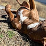 dog, playing, outdoor, grass, sunlight, brown, white_patch, animal, pet, relaxing, nature, fur, canine, daylight, lying_down, closeup, ground, happy, summer, backyard