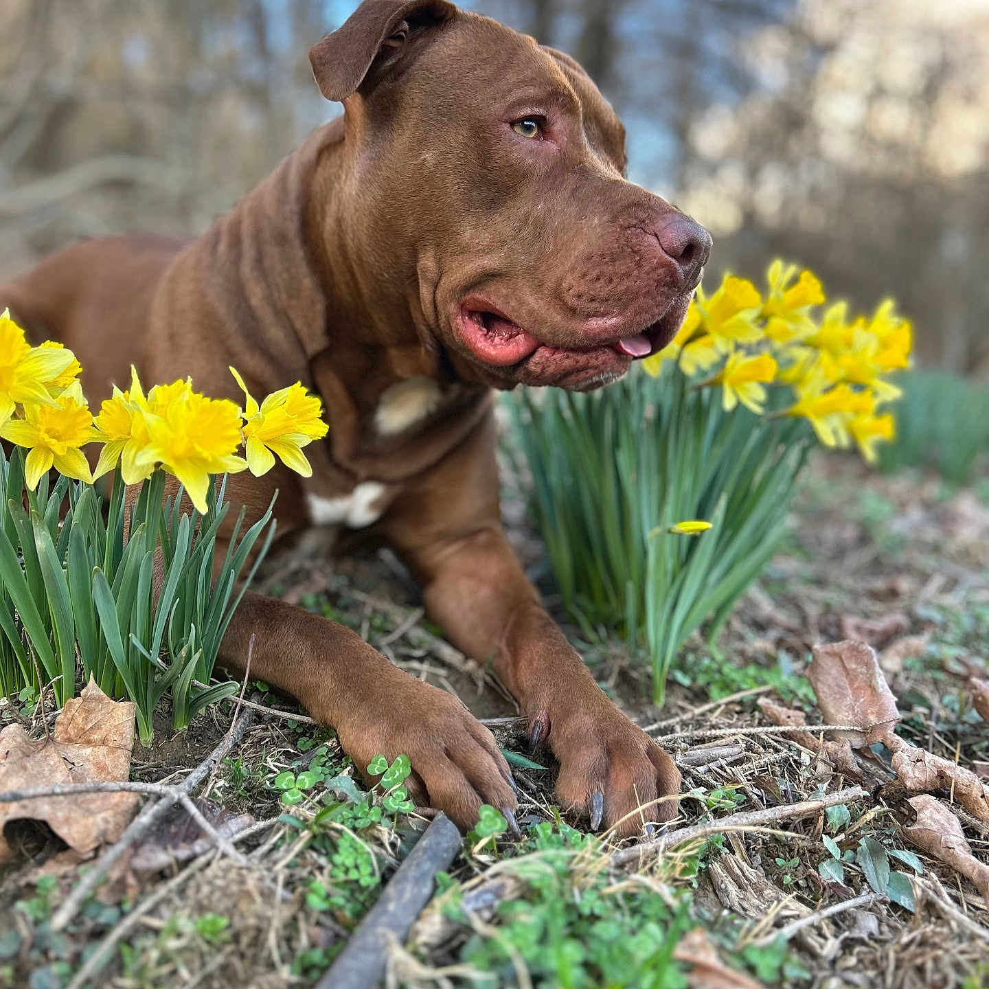 Tank is registered to the contest to win money with this photo: dog, brown_dog, outdoor, flower, daffodil, plant, nature, grass, spring, greenery, pet, animal, canine, garden, laying_down, close_up, daylight, tongue_out, leaf, earth