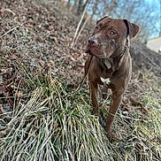 Tank is registered to the contest to win money with this photo: dog, brown_dog, outdoor, grass, dry_leaves, nature, pet, canine, animal, forest, trees, daylight, alert, standing, white_patch, snout, ears, fur, background, slope