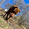 Tank is registered to the contest to win money with this photo: dog, brown_dog, outdoor, nature, trees, blue_sky, sunny_day, animal, curious, sniffing, grass, ground, daylight, pet, mammal, canine, forest, leafless_trees, closeup, portrait