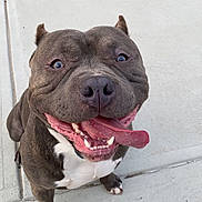 Cairo joined the competition — help win amazing prizes! animal, bodypart, bostonbull, boxer, bulldog, canine, dog, face, frenchbulldog, head, mouth, person, pet, photography, pitbull, portrait, puppy, snout, teeth, tongue