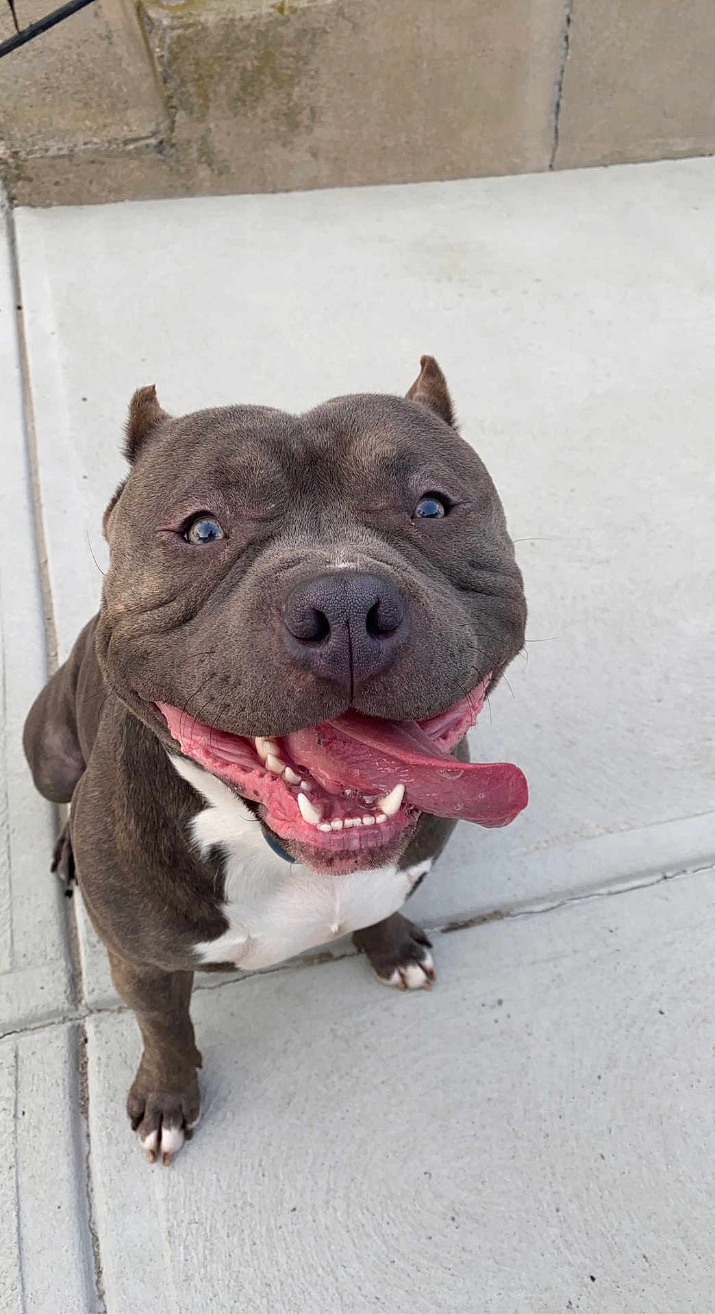 Cairo joined the competition — help win amazing prizes! animal, bodypart, bostonbull, boxer, bulldog, canine, dog, face, frenchbulldog, head, mouth, person, pet, photography, pitbull, portrait, puppy, snout, teeth, tongue