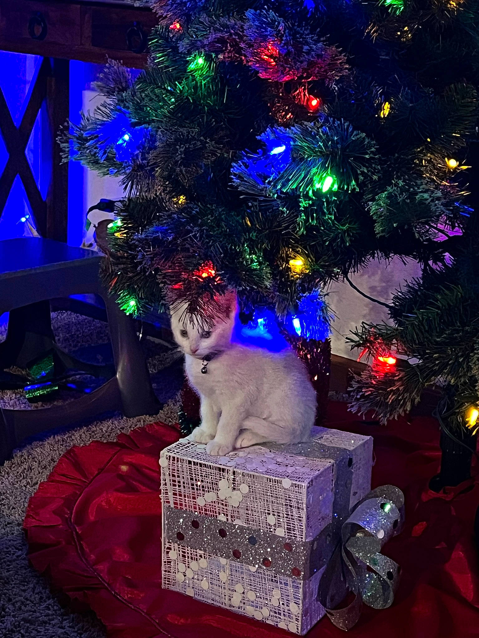 Everest joined the competition — help win amazing prizes! blue, carnivore, cat, christmas_decoration, christmas_ornament, christmas_tree, decoration, event, evergreen, felidae, holiday_ornament, interior_design, light, magenta, ornament, plant, purple, small_to_medium_sized_cats, whiskers, window