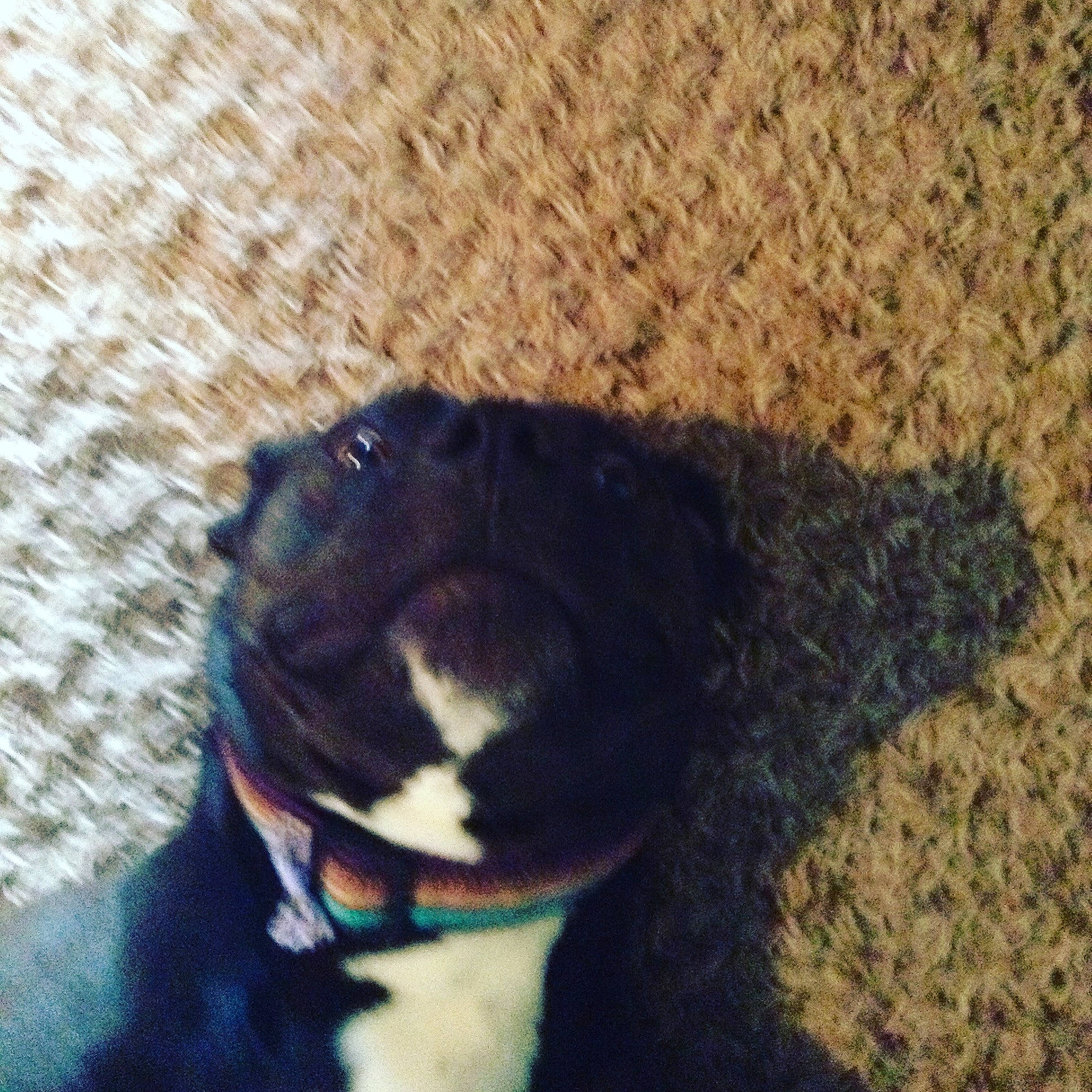 Elsa joined the competition — help win amazing prizes! carnivore, cloud, collar, companion_dog, dog, dog_breed, dog_collar, electric_blue, fashion_accessory, fawn, felidae, leash, sky, small_to_medium_sized_cats, snout, stuffed_toy, tail, whiskers, window, working_animal