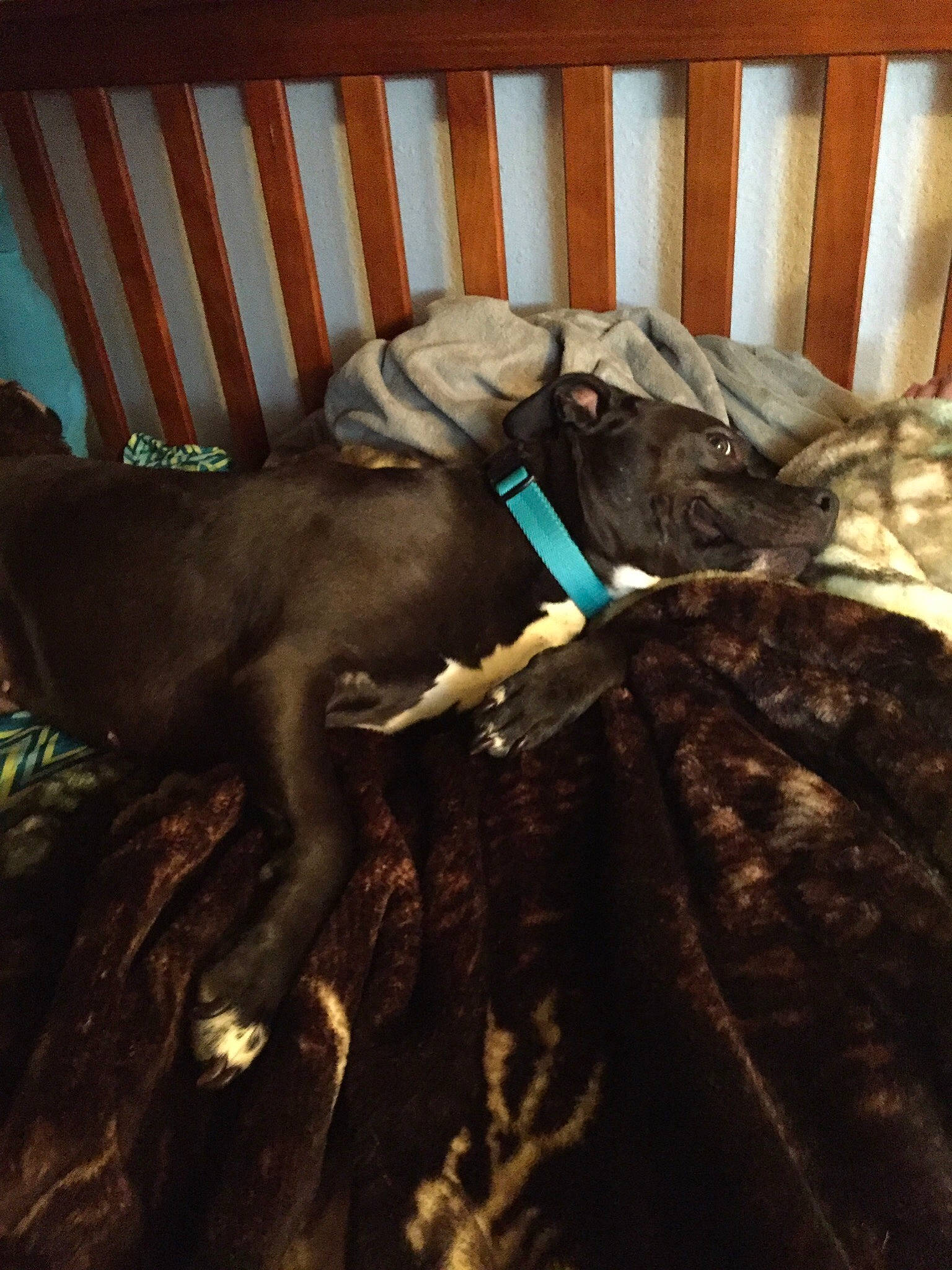 Elsa joined the competition — help win amazing prizes! carnivore, chair, comfort, companion_dog, couch, dog, dog_breed, dog_collar, fawn, fur, hardwood, liver, pointing_breed, snout, sporting_group, tail, tints_and_shades, weimaraner, wood, working_animal