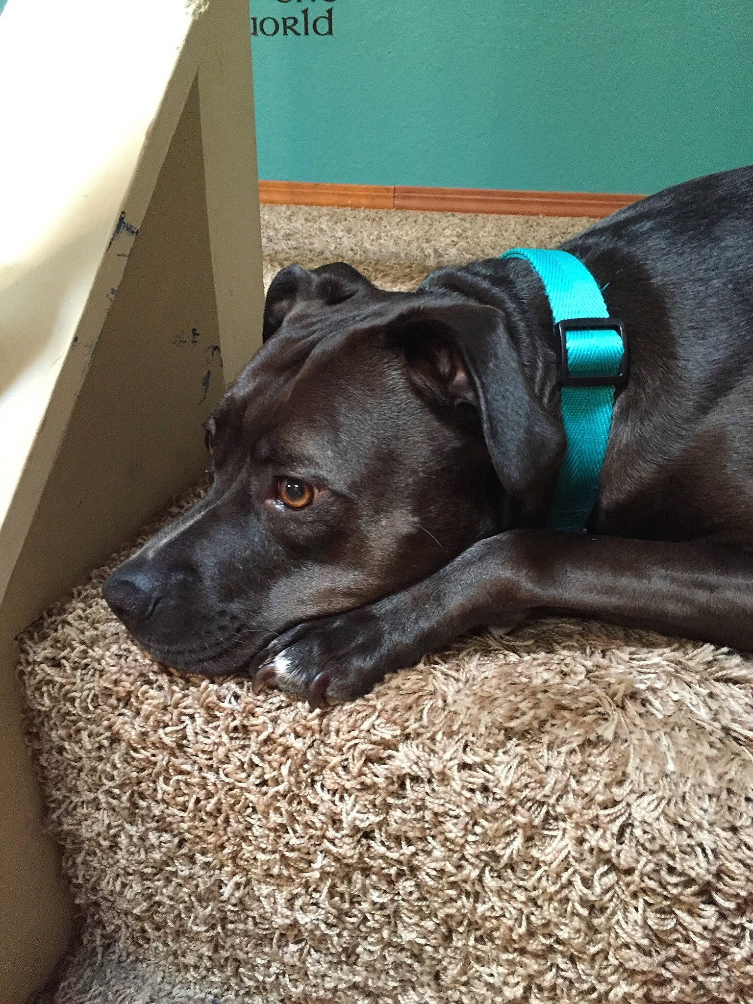 Elsa joined the competition — help win amazing prizes! canidae, carnivore, collar, companion_dog, dog, dog_breed, dog_collar, dog_supply, electric_blue, fawn, fur, grey, pet_supply, shipping_box, snout, sporting_group, tail, terrestrial_animal, whiskers, working_animal