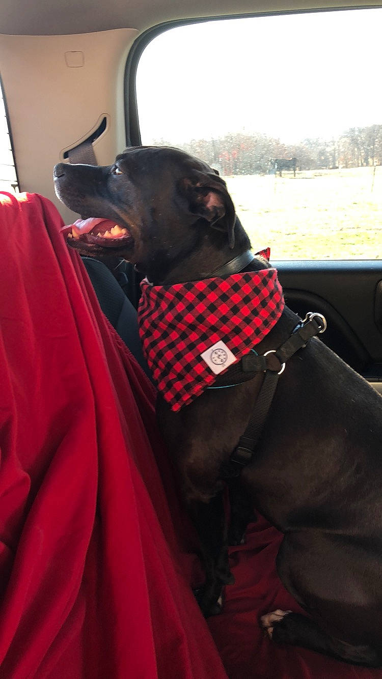 Elsa is registered to the contest to win money with this photo: cape, carmine, carnivore, collar, companion_dog, costume, dog, dog_breed, dog_collar, fictional_character, formal_wear, fun, fur, magenta, outerwear, personal_protective_equipment, sky, sporting_group, tradition, working_animal