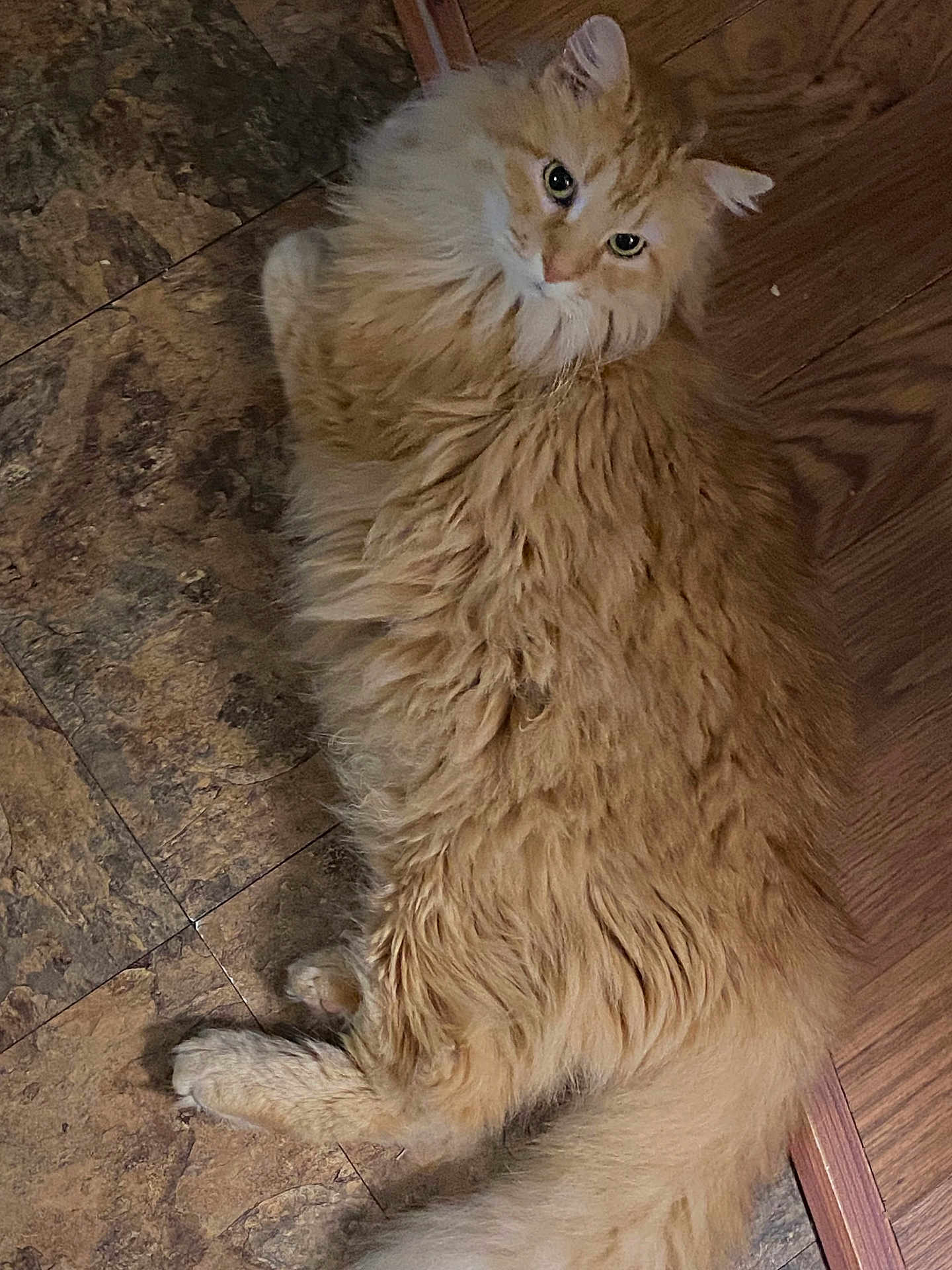 Mimi is registered to the contest to win money with this photo: cat, orange_cat, long_hair, fluffy, pet, indoor, wood_floor, tile_floor, lying_down, looking_at_camera, green_eyes, whiskers, tail, paws, fur, domestic_animal, portrait, curious, feline, close_up