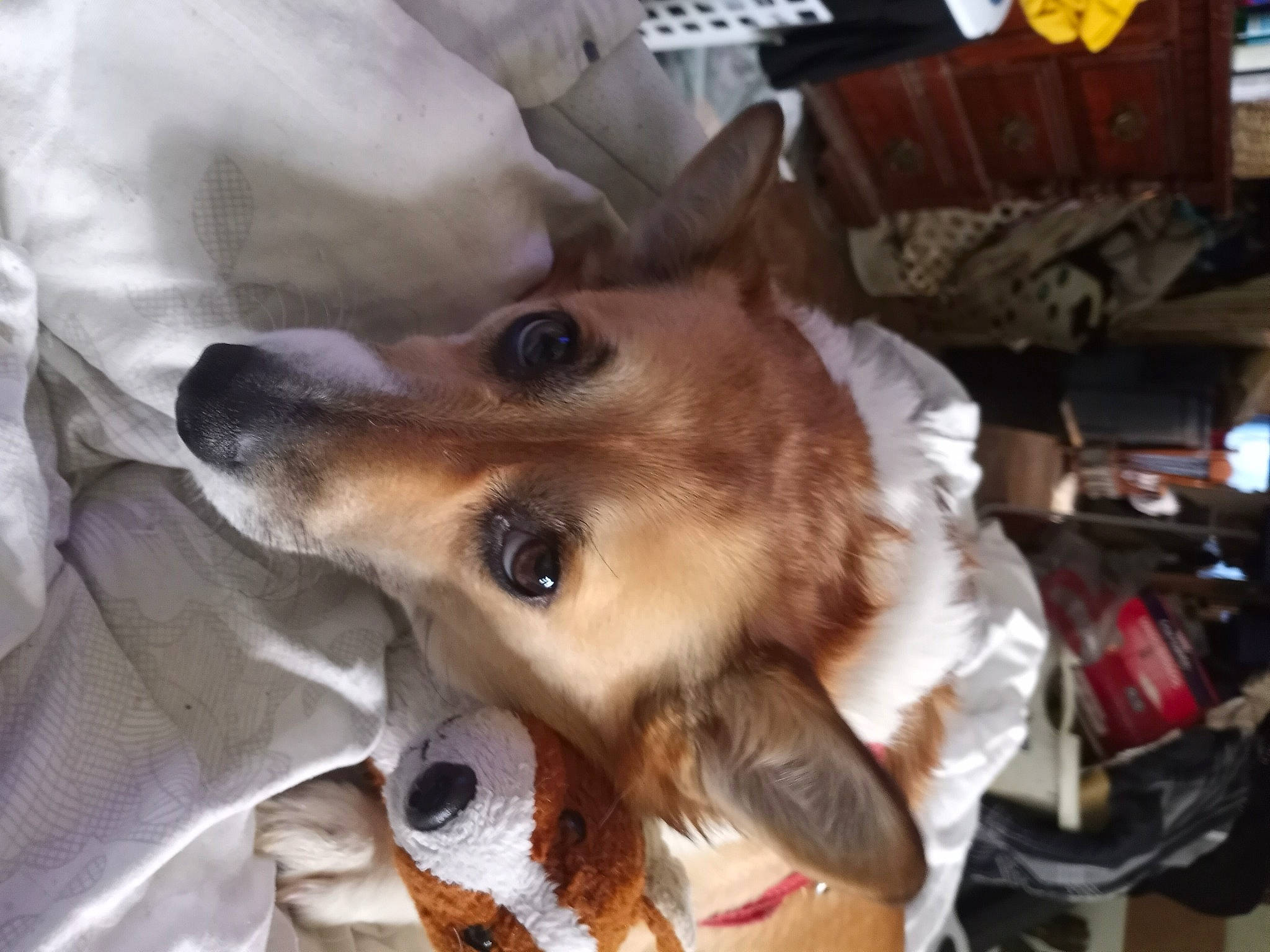 Molly is registered to the contest to win money with this photo: canidae, carnivore, collar, comfort, companion_dog, dog, dog_breed, dog_supply, ear, fawn, fur, jaw, non_sporting_group, smile, snout, sporting_group, terrestrial_animal, whiskers, working_animal