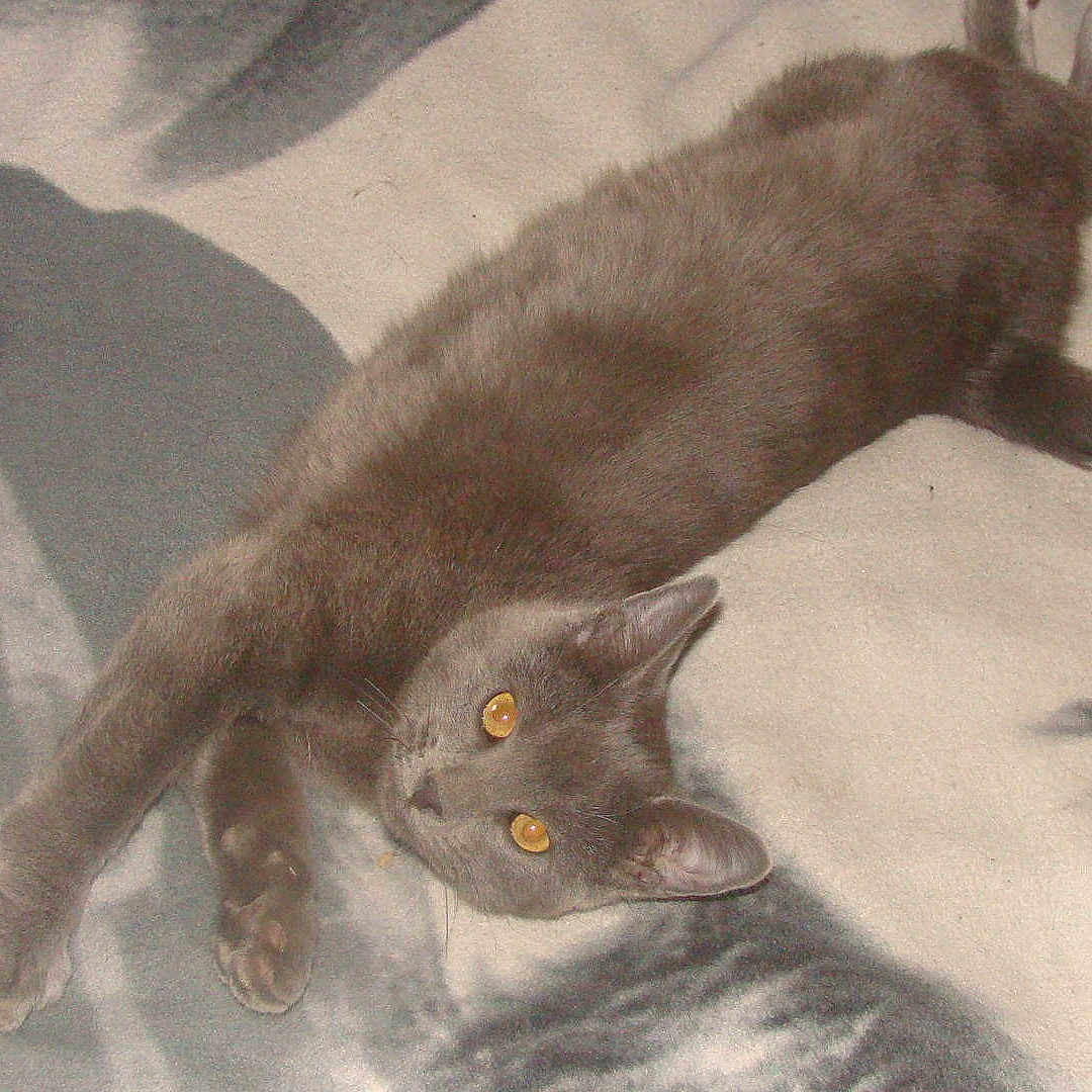 Korina