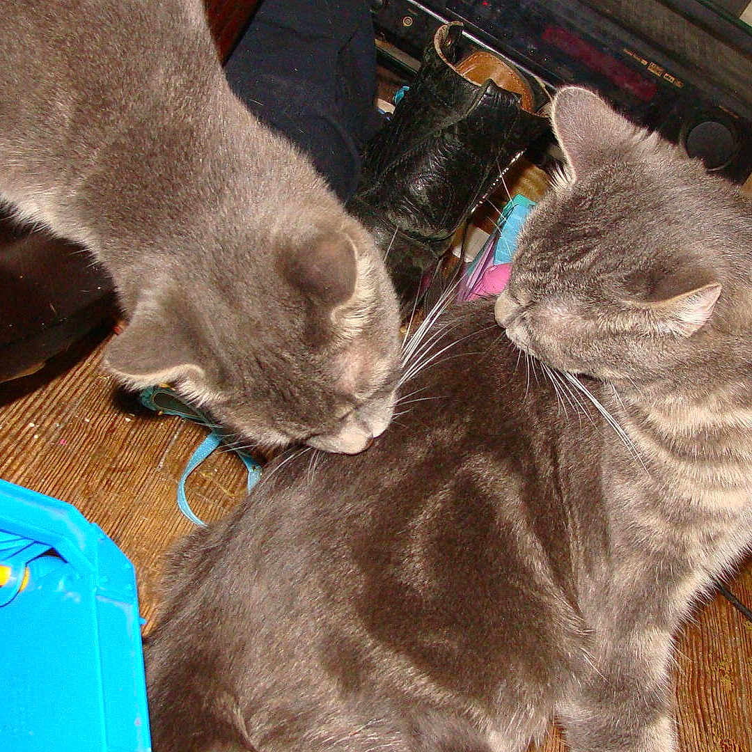 Whisper And Izzy