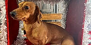 Scooter joined the competition — help win amazing prizes! dachshund, dog, pet, brown_dog, small_dog, tinsel, decoration, christmas, holiday, festive, red_box, velvet, silver_tinsel, portrait, sitting, cute, indoor, wooden_background, muzzle, whiskers
