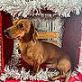 dachshund, dog, pet, brown_dog, small_dog, tinsel, decoration, christmas, holiday, festive, red_box, velvet, silver_tinsel, portrait, sitting, cute, indoor, wooden_background, muzzle, whiskers